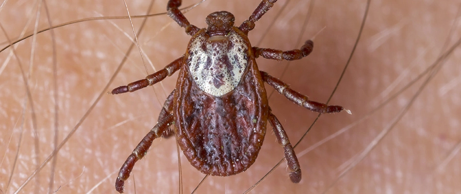 A tick crawling on a homeowner's arm in Richardson, TX.