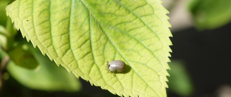 Tick found over a leaf in yard in Fairview, TX.