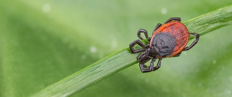 Tick on a stem at a potential client's home in Allen, TX.