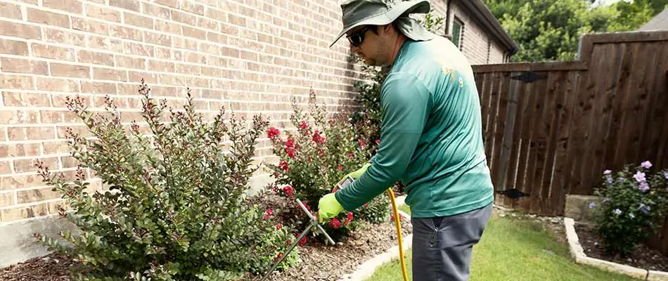 Fertilizing home shrubs in Murphy, Texas.