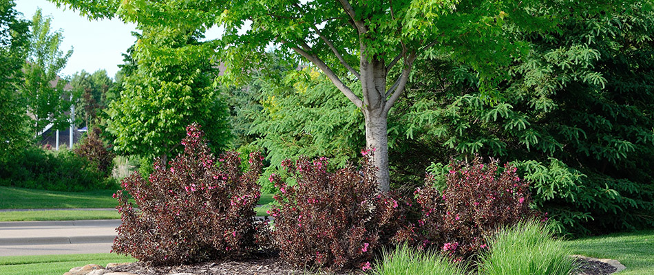 Healthy trees and shrubs in a raised landscape bed at a home in Murphy, TX.