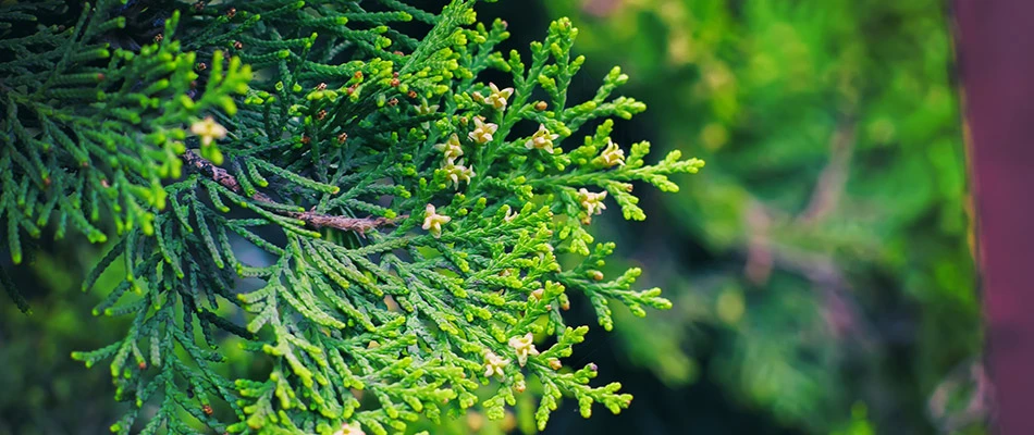 Close up of a healthy tree branch in Murphy, TX. 