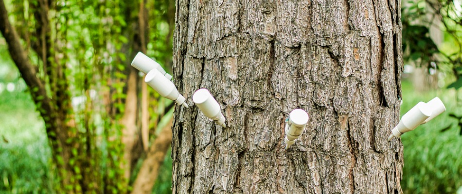 Tree injection for iron chlorosis treatment in Murphy, TX.