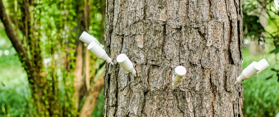 Tree injection for iron chlorosis treatment in Murphy, TX.