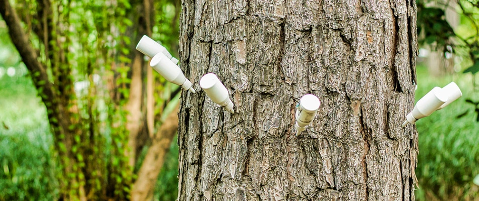 A tree being injected with iron for health purposes. 