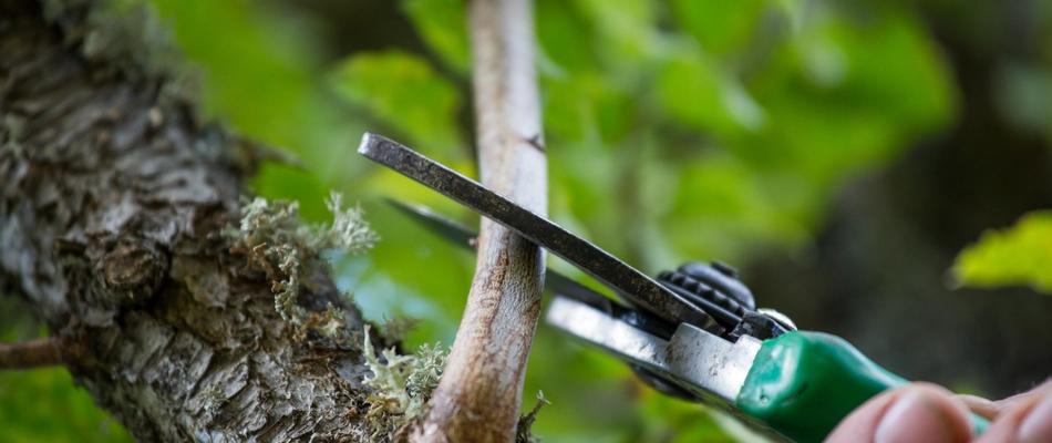 A homeowner in Lucas, TX pruning a tree branch for health purposes.