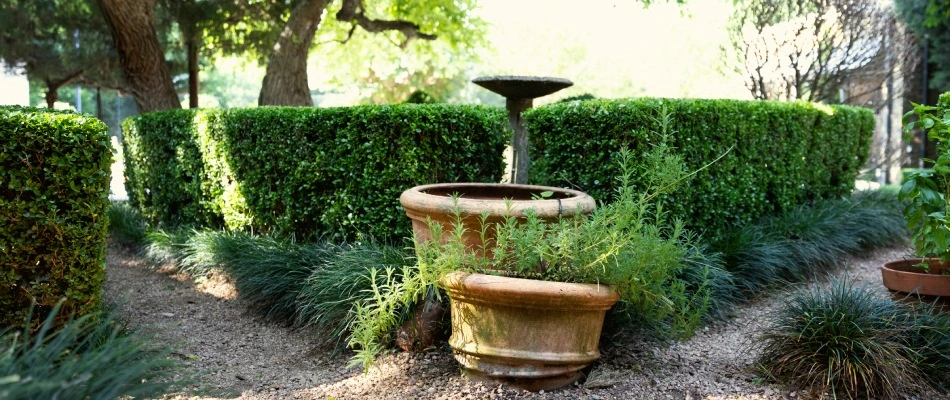 Trimmed hedges done by CitiTurf professionals in Lucas, TX.