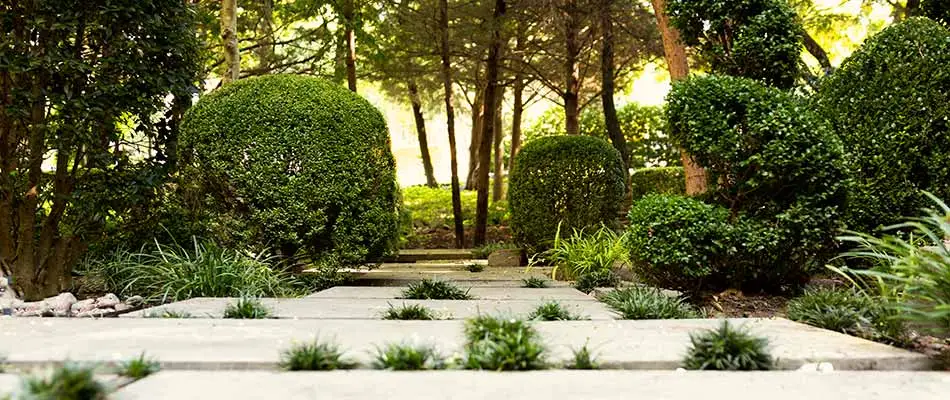 Bushes trimmed with curves in Plano, TX.