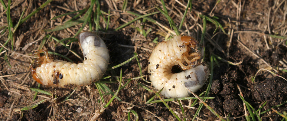 Close up on two grubs found on a potential client's lawn in Sachse, TX.