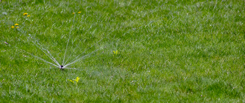 A sprinkler head with weak water pressure and most likely in need of repair on a client's Allen, TX lawn.