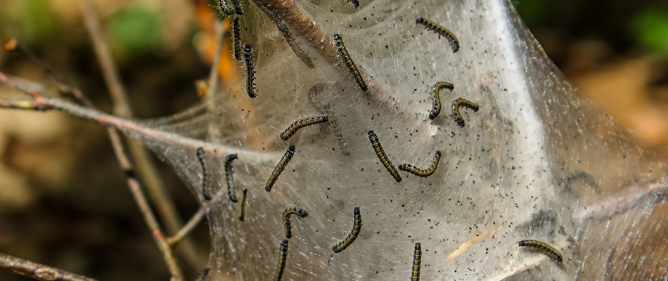 Webworms on web surrounding tree branches near Plano, TX.