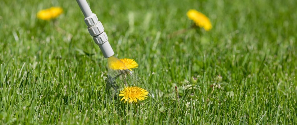 Weed control treatment applied to dandelion sprouting in lawn in Murphy, TX.
