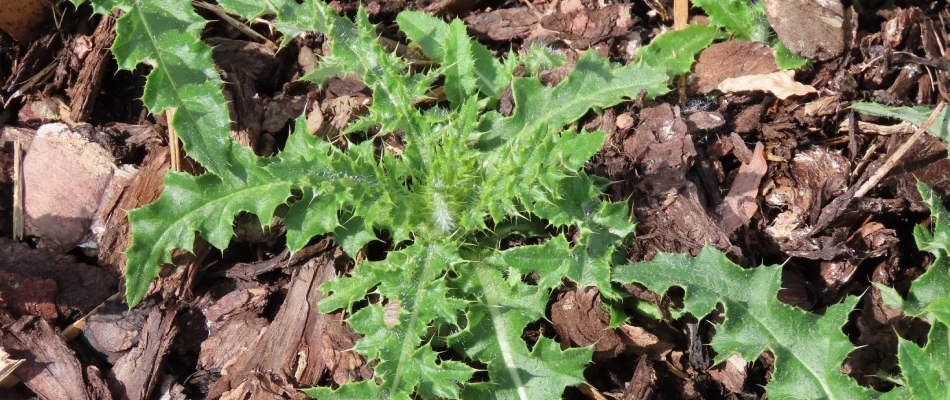 Weed sprouting from the ground in Allen, TX.