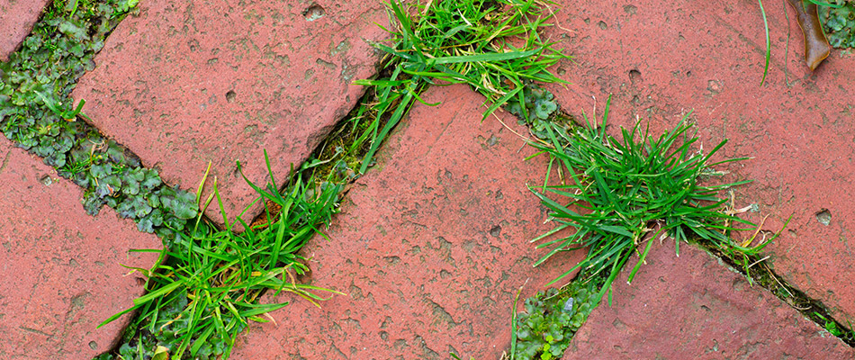Weeds growing in between bricks on a walkway be a home in Frisco, TX.