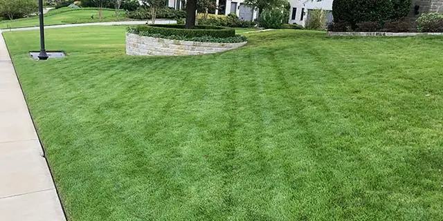 Wylie, TX lawn with thick, lush grass.